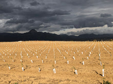 Cargar imagen en el visor de la galería, Lecciana 500ml