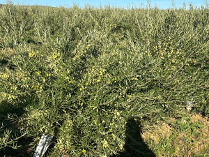 Lecciana 500ml